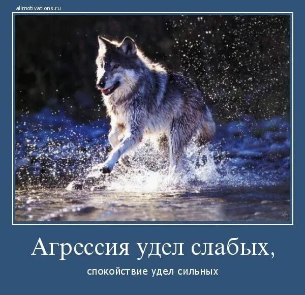 8 8 6 сильнее чем. Агрессия слабых спокойствие сильных. Агрессия удел слабых. Спокойствие животные. Эпоха волка.