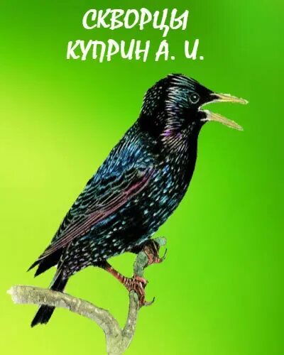 Куприн скворцы читать полностью. Куприн скворцы. Иллюстрация к рассказу Куприна скворцы. Скворец книга.