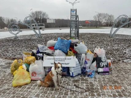 Приюты собирают деньги