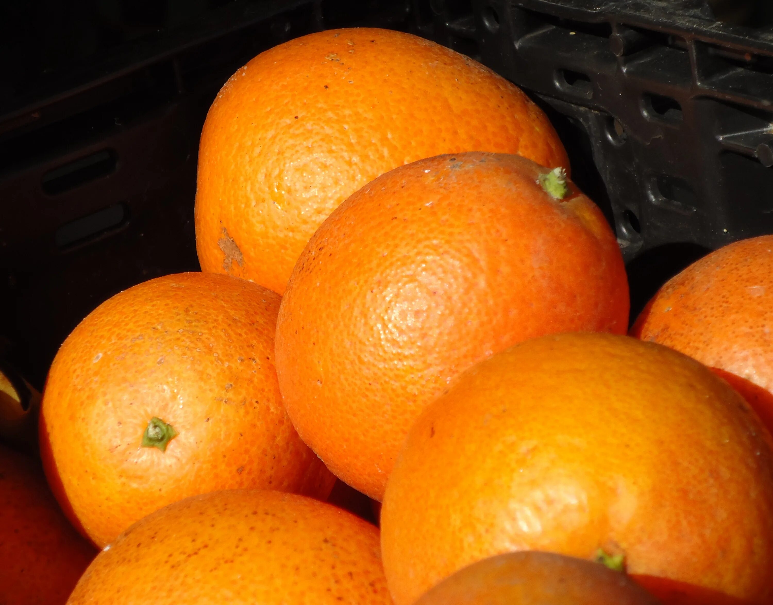 Апельсин с мандарином гибрид как называется. Цитрус танжело миннеола. Мандарины минеола. Мандарин марокко нур. Апельсин с мандарином гибрид как называется.