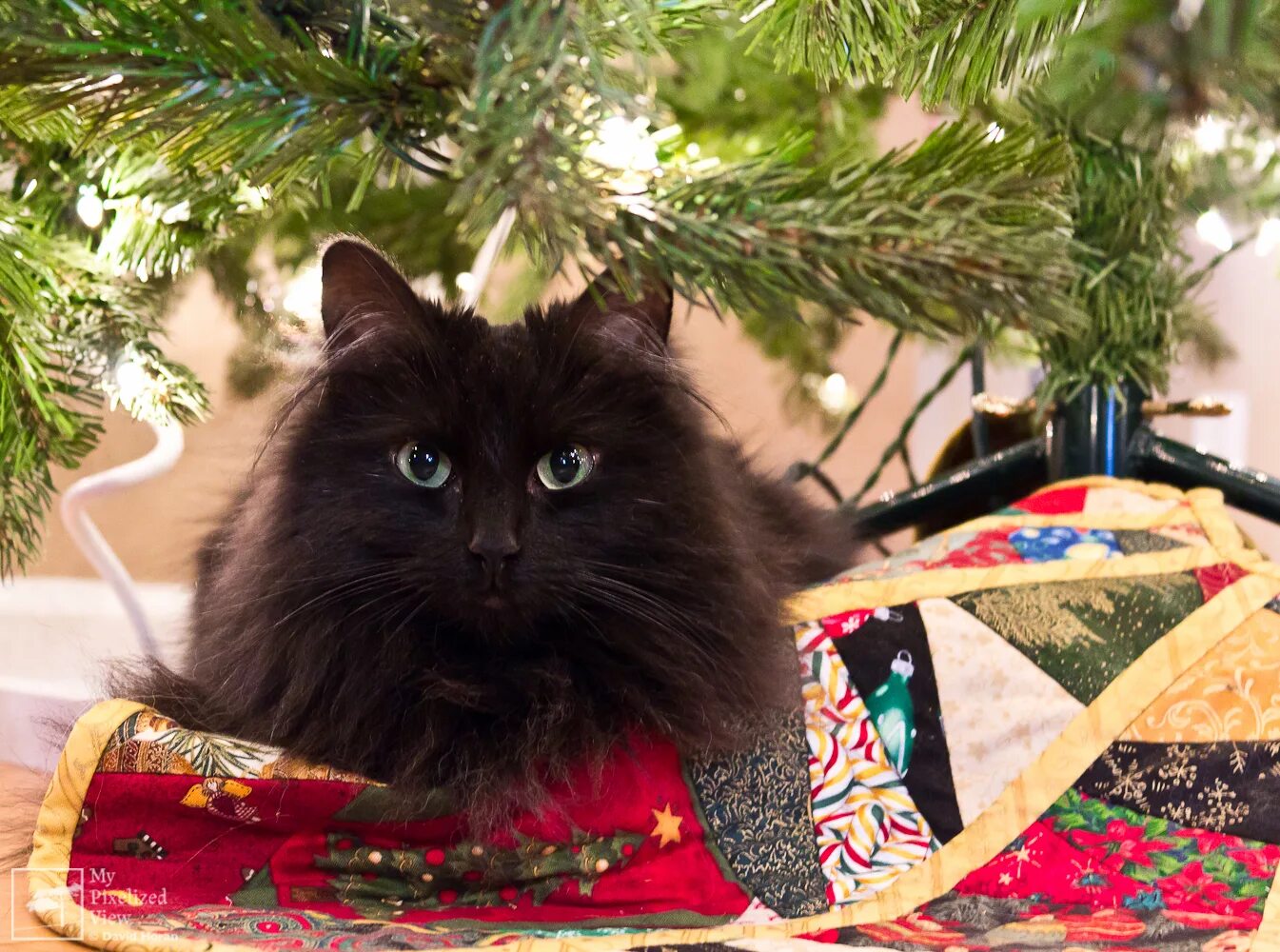 Кот нэп фиолетовый. Новогодний черный кот. Черный кот новый год. Новогодний кот пушистый. Новогодние коты черные.
