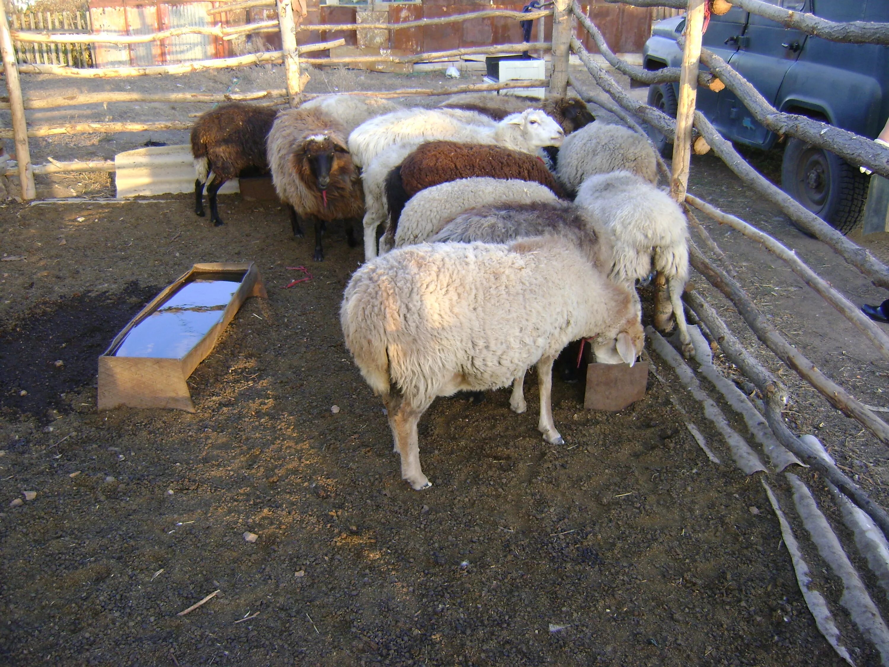 Откорм ягнят. Куйбышевская порода овец. Овцы в домашнем хозяйстве. Откорм овец. Подворье овцы.