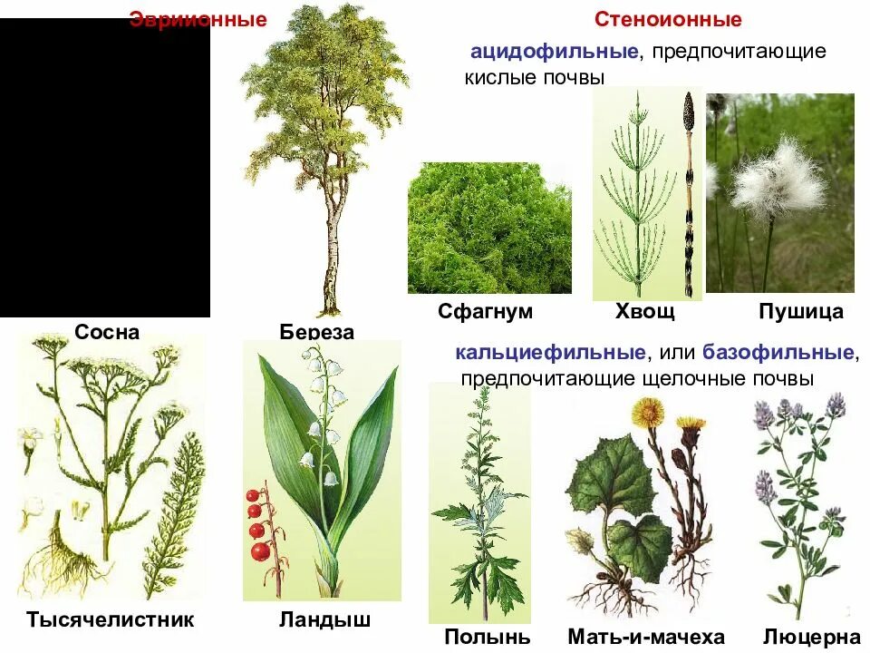 Какие сорняки растут на кислых почвах. Растения растущие на кислых почвах. Растения индикаторы почвы. Растения индикаторы кислых почв. Растения которые любят кислую почву.