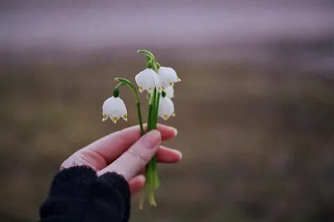 Рука весны