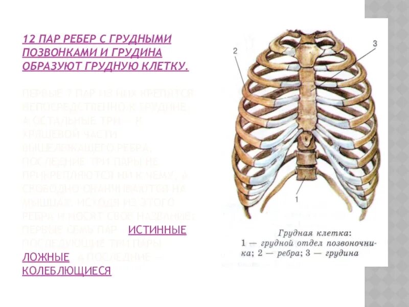 Грудная клетка строение и соединение костей. 1. Грудная клетка (строение грудной клетки и функция. Грудная клетка 12 пар ребер 12 грудных. К какому позвонку крепится 1 ребро.