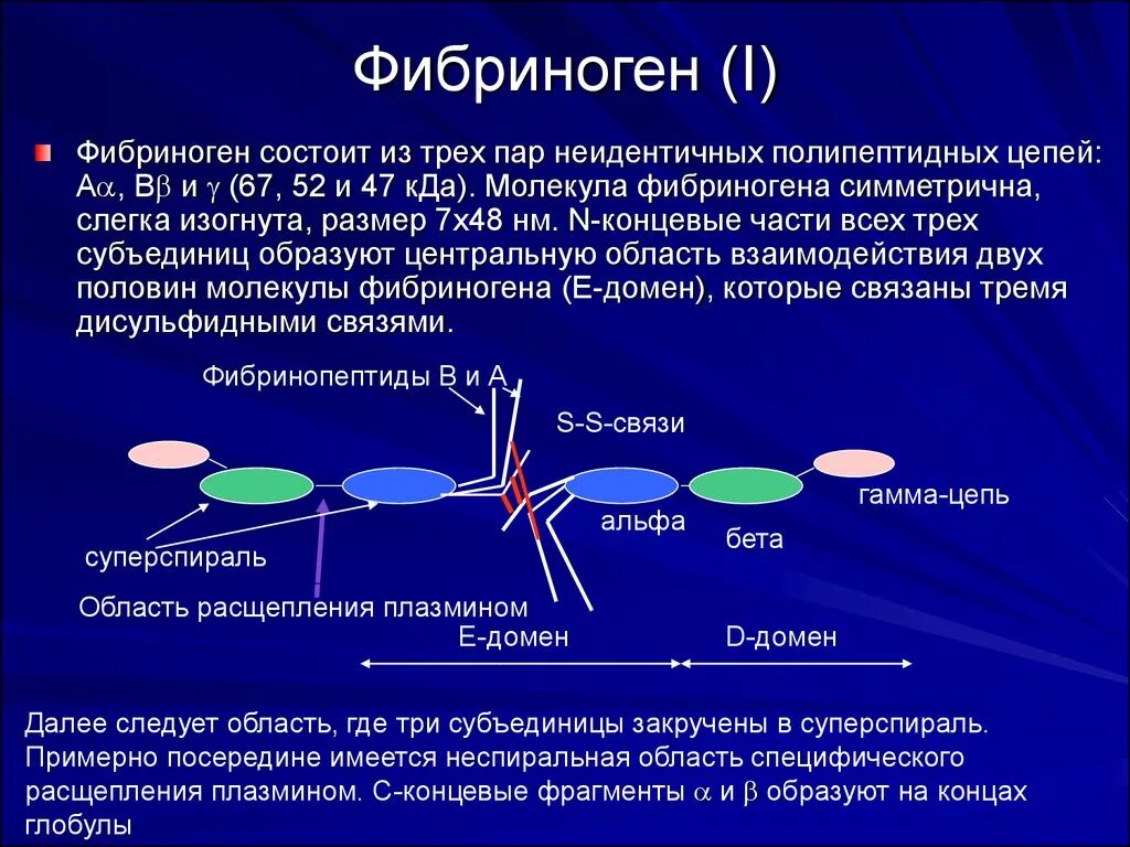 Фибриноген в крови что это у мужчин. Особенности строения и функции фибриногена. Фибриноген строение биохимия. Функция фибриногена плазмы крови. Фибриноген состоит из 3 доменов.