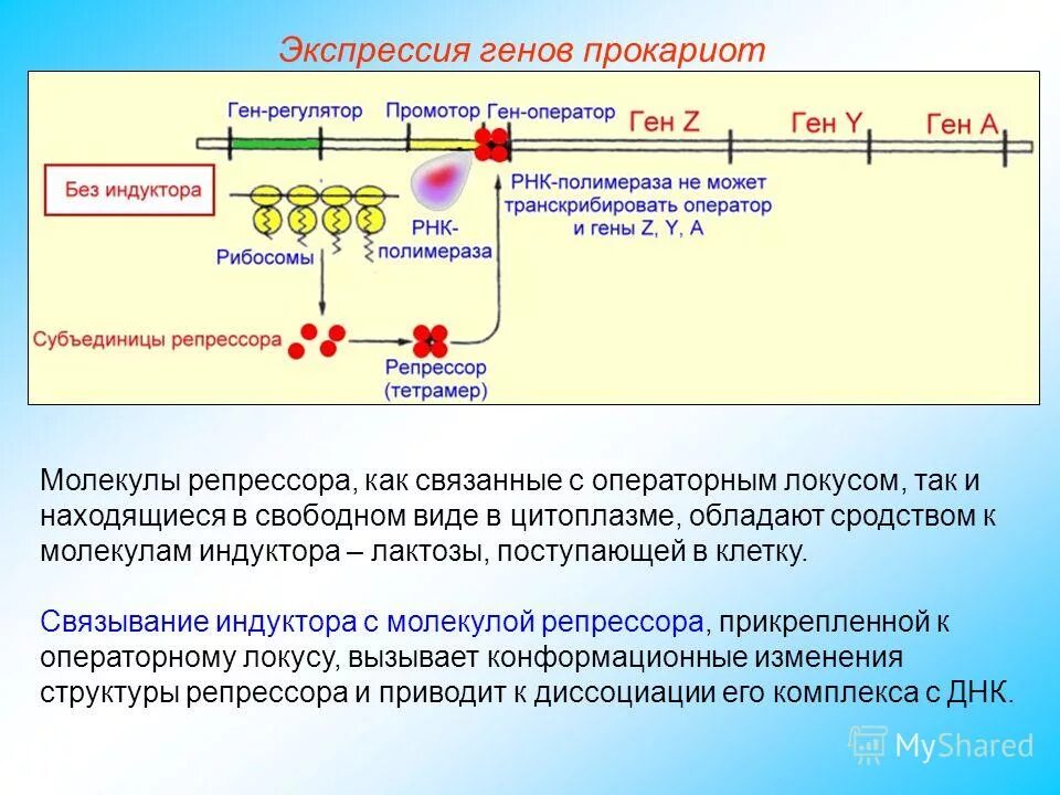 экспрессия гена транскрипция у эукариот. экспрессия у эукариот и прокариот. какими 2 этапами характеризуется экспрессия генов. экспрессия гена транскрипция у эукариот. сравнительная характеристика организация генов прокариот и эукариот.