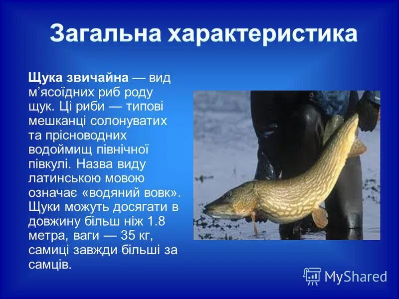 Славянский гороскоп по чертогам. Жемчужная щука по славянскому календарю характеристика. Славянский тотем жемчужная щука. Жемчужная щука по славянскому календарю. Год жемчужной щуки.