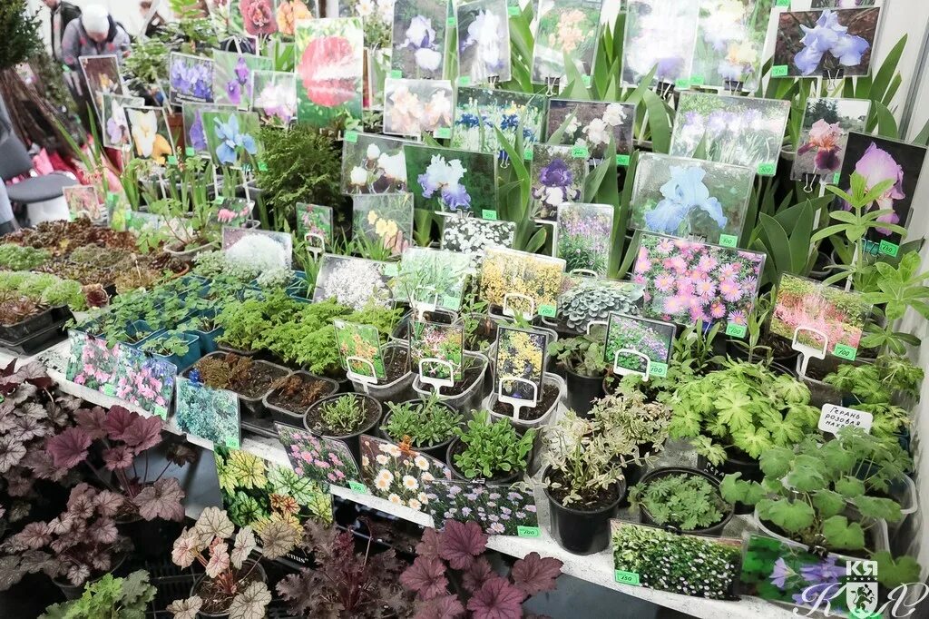 Ярмарка сад и дача. Выставки «обнови свой сад». Выставка на вднх сад. Выставка на вднх сад огород. Выставка сад огород на вднх.