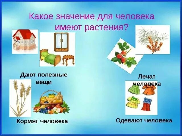 Человек получает от растений