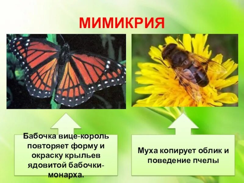 Бабочка Монарх и вице Король. Бабочка вице Король и Монарх разница. Муха пчела Мимикрия. Муха копирует облик и поведение пчелы.