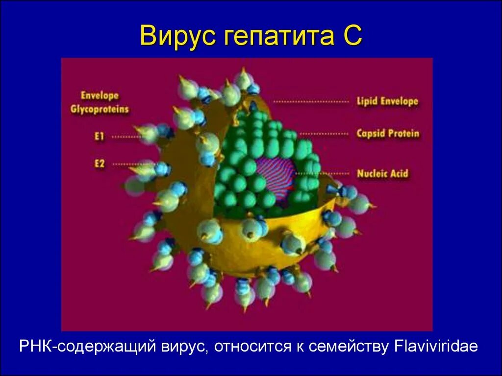 Строение вируса гепатита ц. Вирус гепатита g. Вирус гепатита а микробиология. Flaviviridae гепатит с. Гепатит в мире