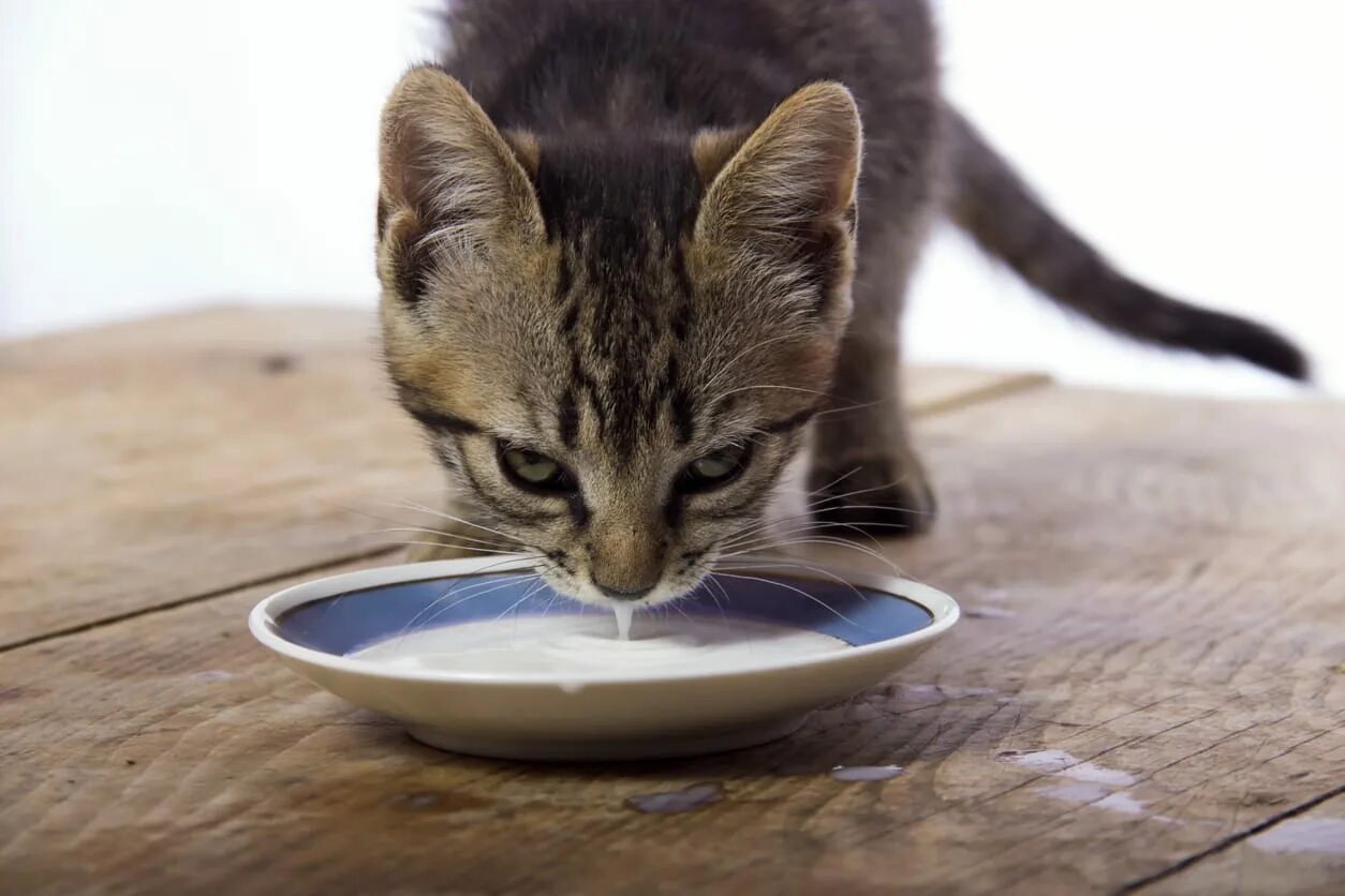 Кошка лакает. Котенок лакает молоко. Кошка пьет молоко. Голодный котенок.