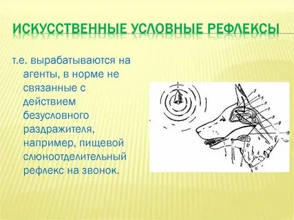 Временные связи условного рефлекса