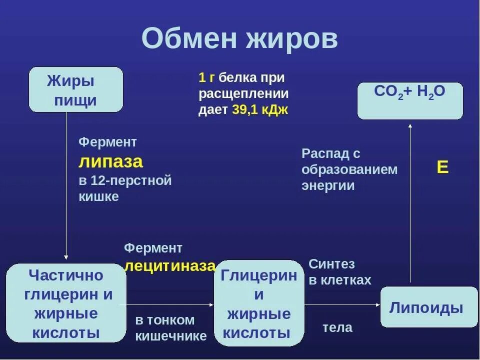 Синтез белка из жира. Обмен жиров в организме человека схема. Обмен жиров в организме биология 8 класс таблица. Обмен жиров в организме человека схема 8 класс. Этапы жирового обмена схема.