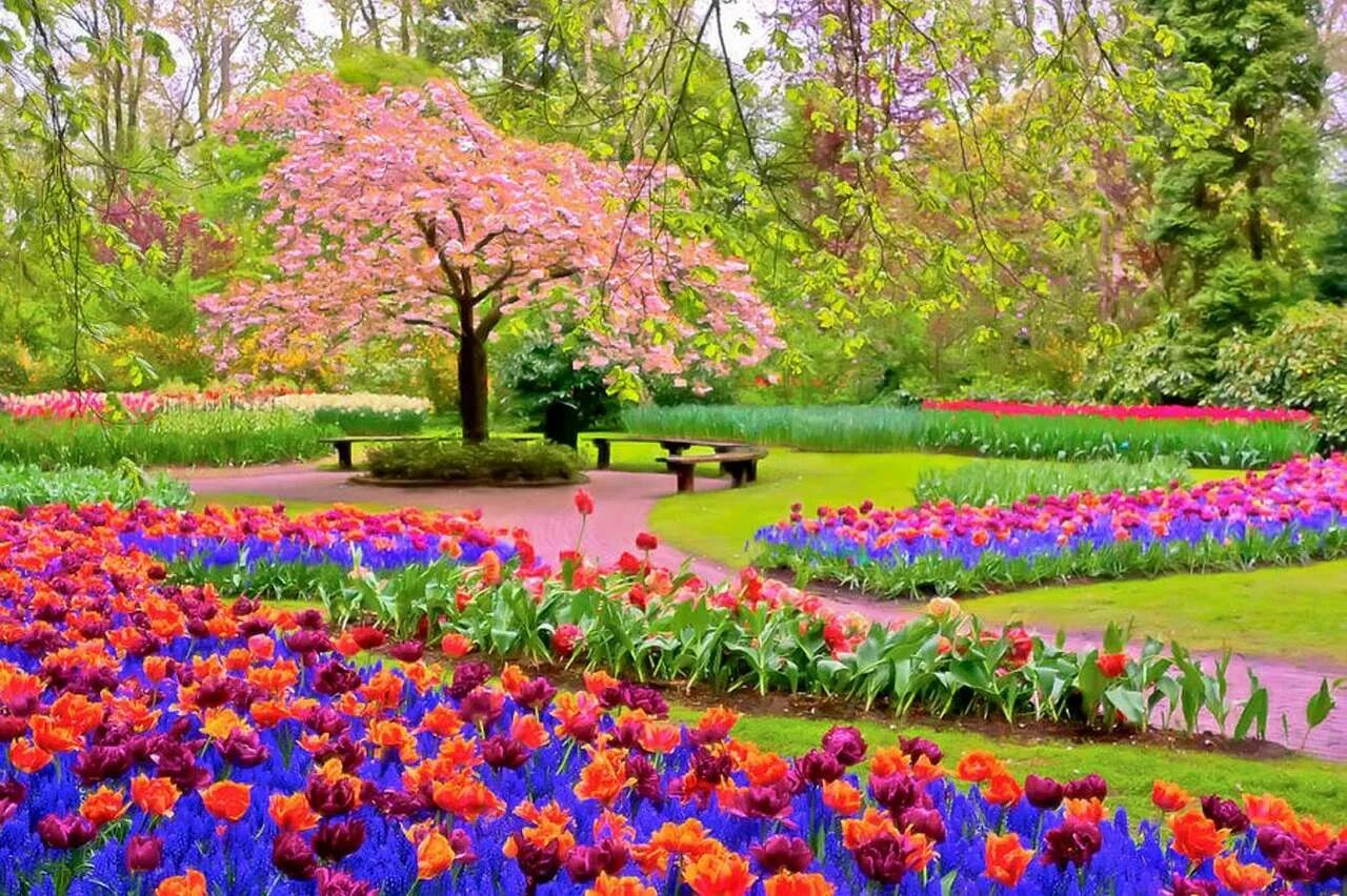 There are many flowers in the garden