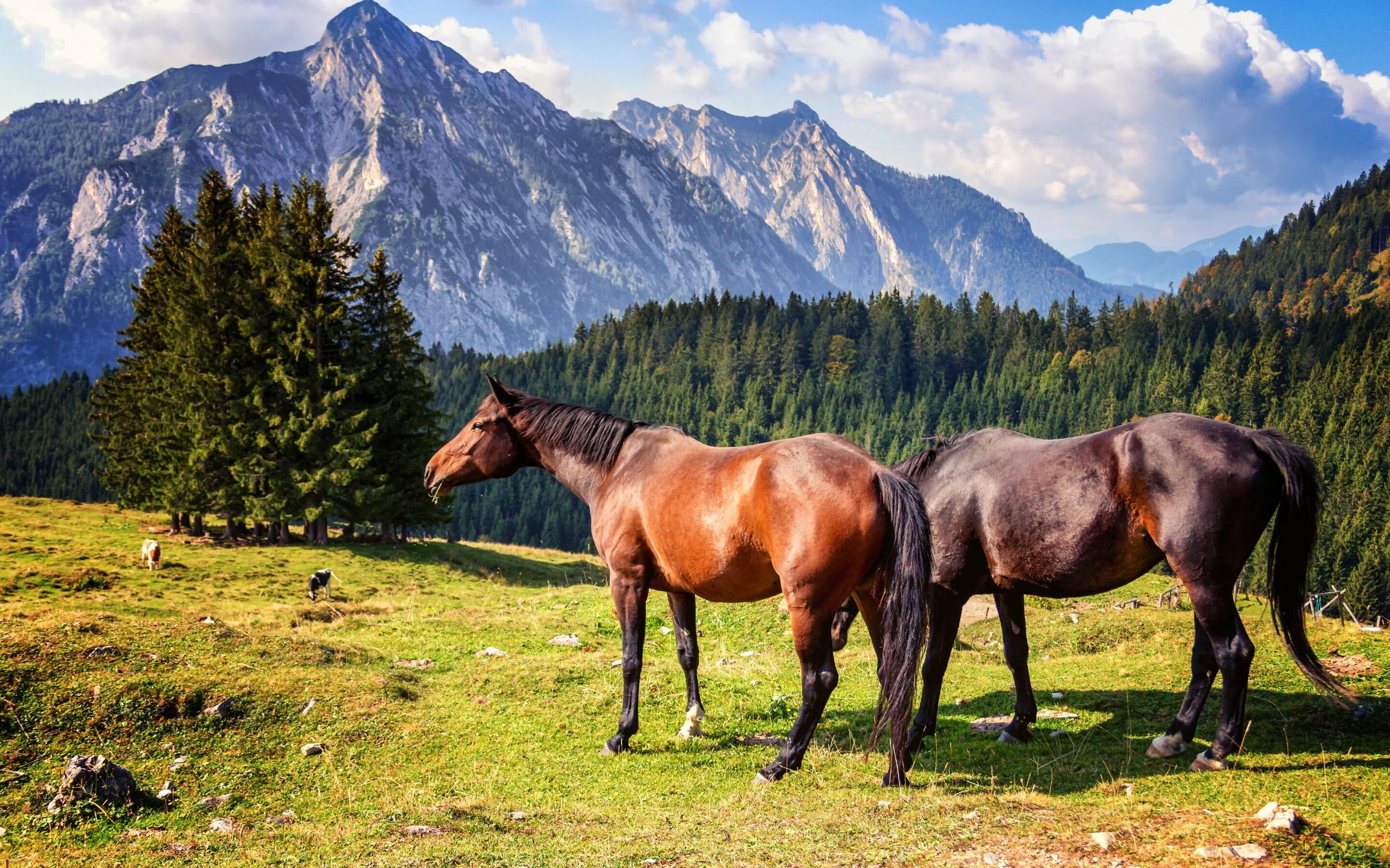Кони на фоне гор. Природа кыргызстана табун лошадей. Конные прогулки лагонаки адыгея. Лошадь гор. Лошадь гор.