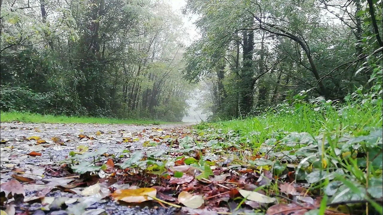 Дождь в лесу. Релакс лес с дождём. Крупный дождь в лесу зелёном. Звуки природы дождь. Пенья дождя