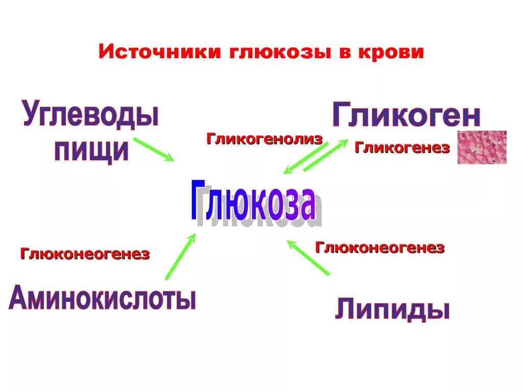 Пути использования глюкозы в организме. Фрукты богатые глюкозой. Глюкоза в организме источник. Глюкоза в организме источник. Источники глюкозы в организме.