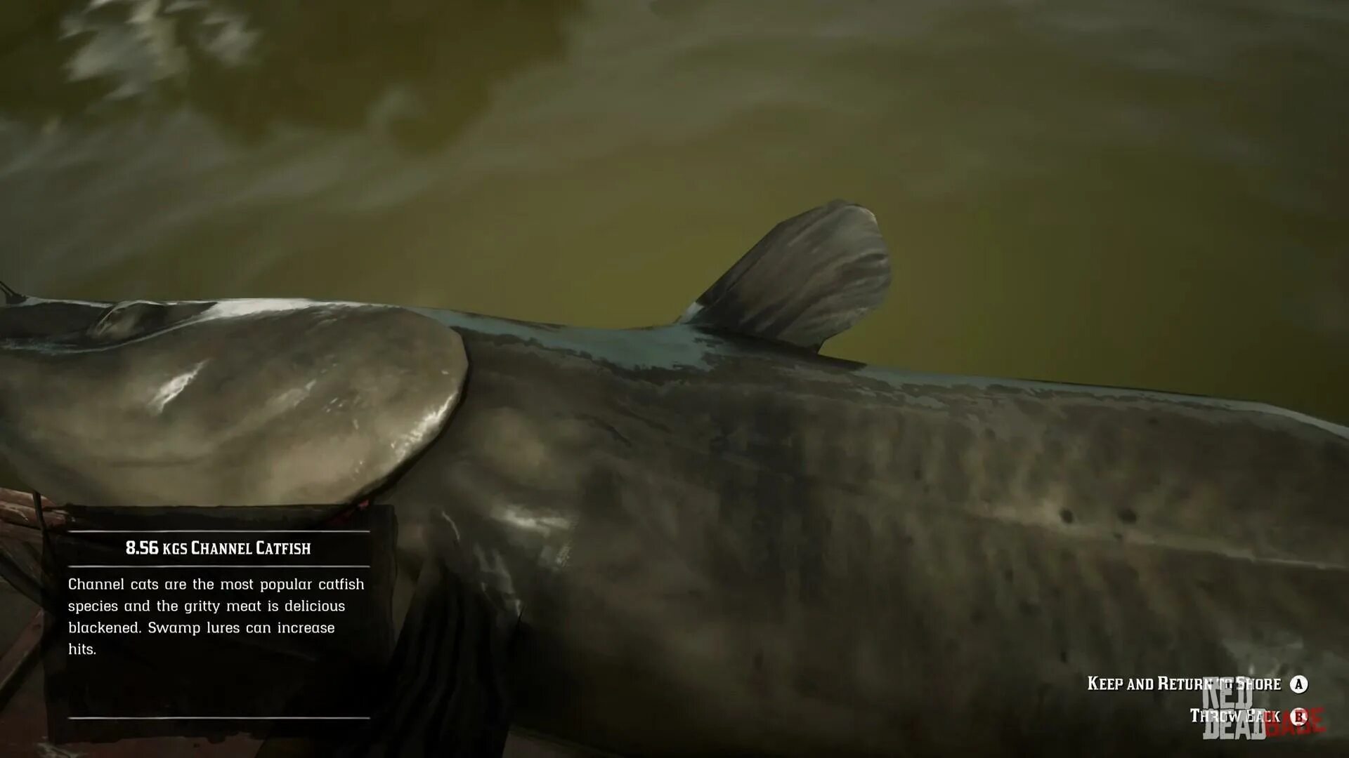 Rdr2 channel Catfish. Legendary giant Catfish РДР 2. Легендарный канальный сом rdr 2. Легендарный сом в РДР 2.