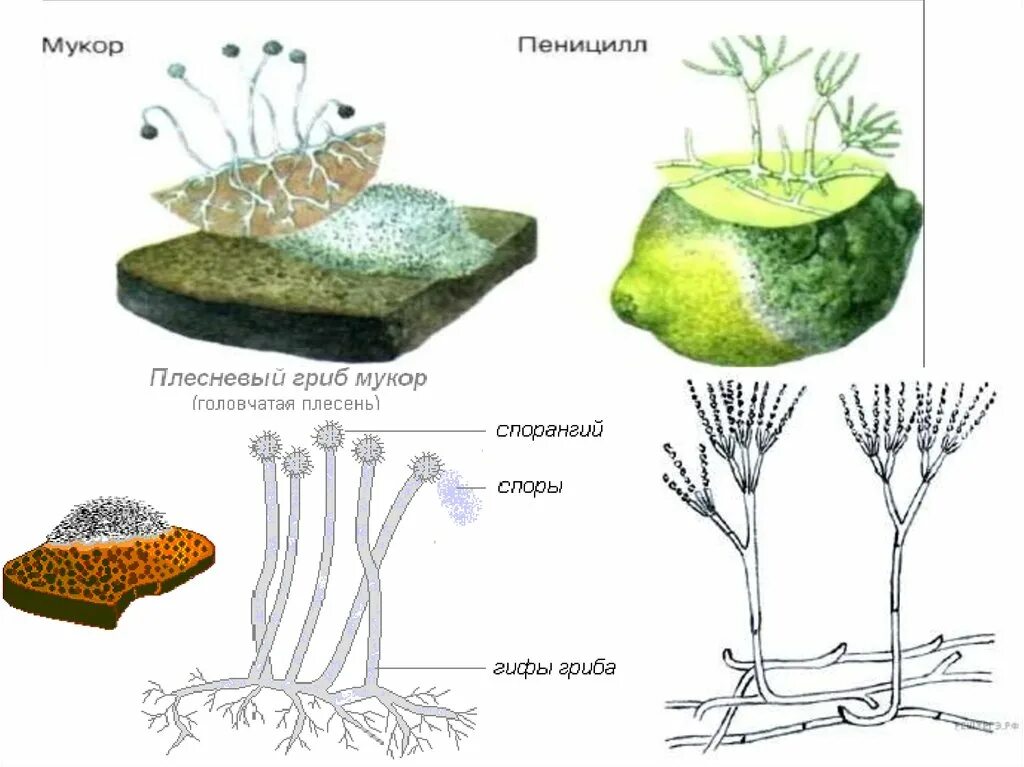 Пеницилл мукор спорынья. Мицелиальные плесневые грибы. Гриб мукор и гриб пеницилл. Строение гриба мукора. Плесневый гриб пеницилл.