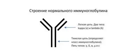 Каппа и лямбда цепи иммуноглобулинов