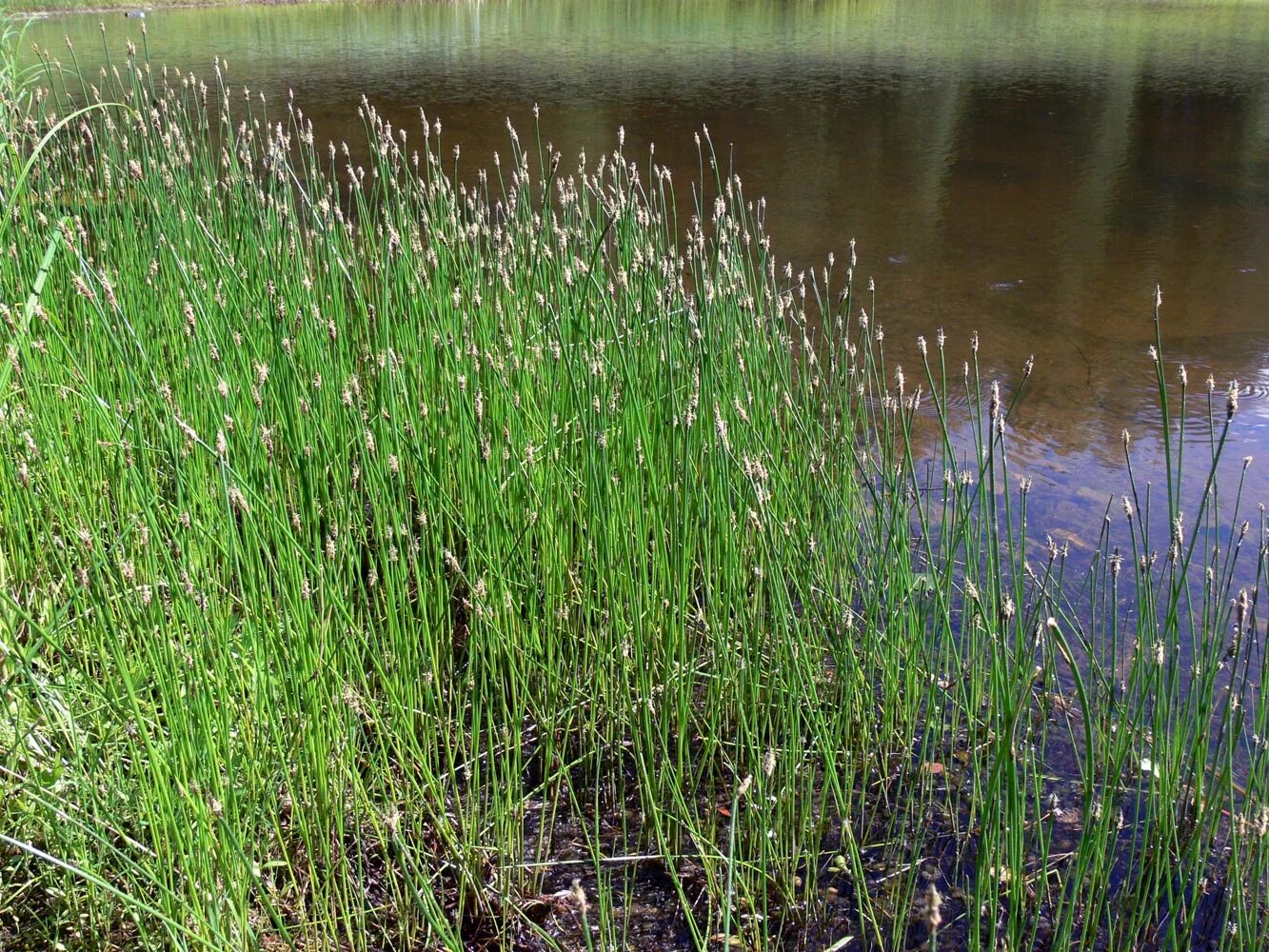 Болотистая трава. Болотница Болотная Eleocharis palustris. Ситняг болотный (Болотница). Болотница Болотная (Ситняг болотный. Ситняг болотный Eleocharis palustris.