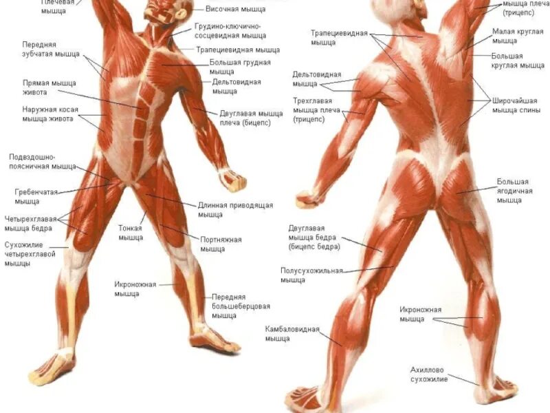 Описание мышц