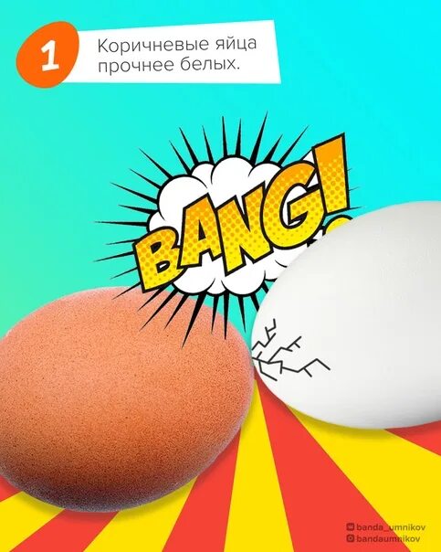 Друг яиц. Картинки с двумя яичками. Покажи яйца айла. Друг яиц. Мировой рекорд по яйцам.