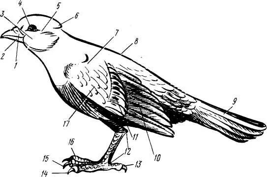 Форма легких птиц. Чучело птицы строение. Внешнее строение птиц. Строение птицы для детей. Анатомия птиц для рисования.