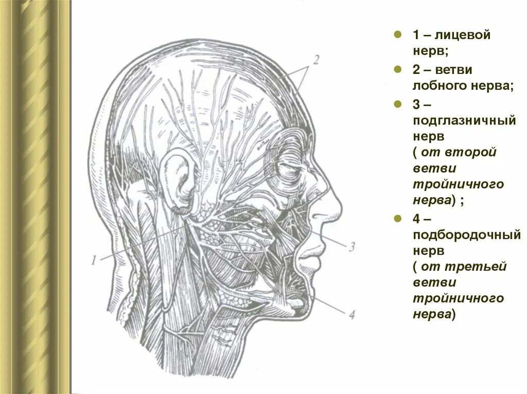 Нервы головы и шеи человека анатомия. Ветви лицевого нерва и шейного сплетения. Анатомия головы и шеи тройничный нерв. Шейная ветвь лицевого нерва анатомия.