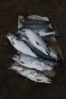 Какая рыба на камчатке