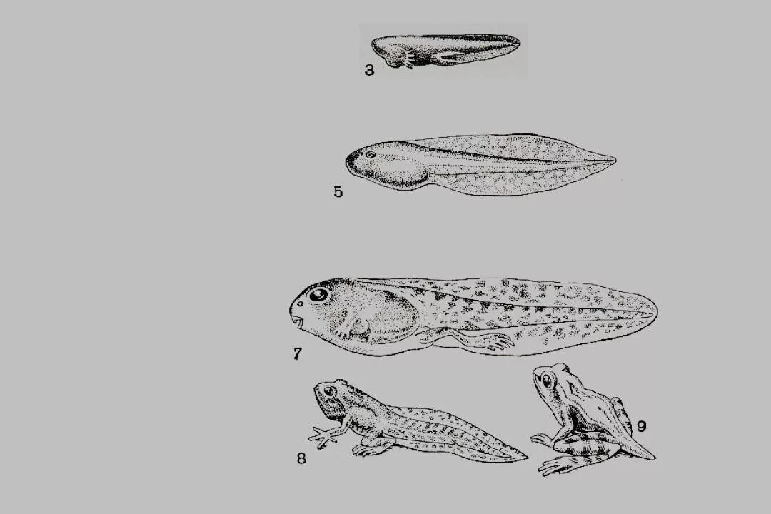 Развитие с метаморфозом лягушки. Метаморфозы головастика лягушки. Метаморфоз земноводных. Метаморфоз у животных. Метаморфоз ящерицы