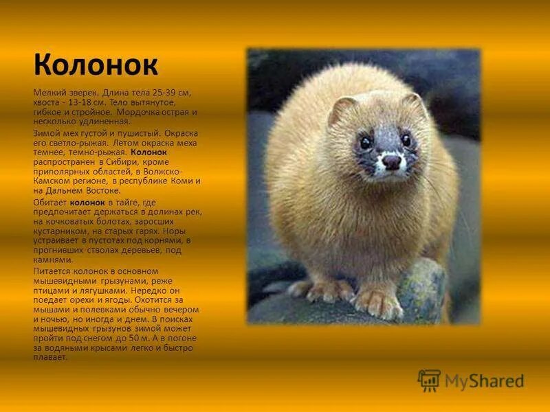 Способы охоты на колонка