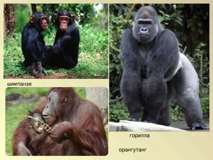 Человек горилла шимпанзе орангутанг
