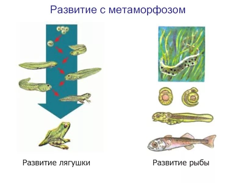 Метаморфоз 20. Развитие с метаморфозо. Развитие рыб. Схема развития рыбы. Стадии развития рыбы.