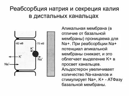 Почечная реабсорбция натрия