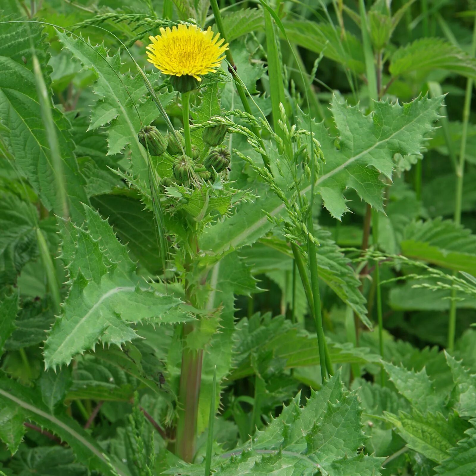 Осот огородный. Осот колючий огородный сорняк. Осот полевой (Sonchus arvensis),. Осот шероховатый (Sonchus Asper l.). Осот полевой сорняк