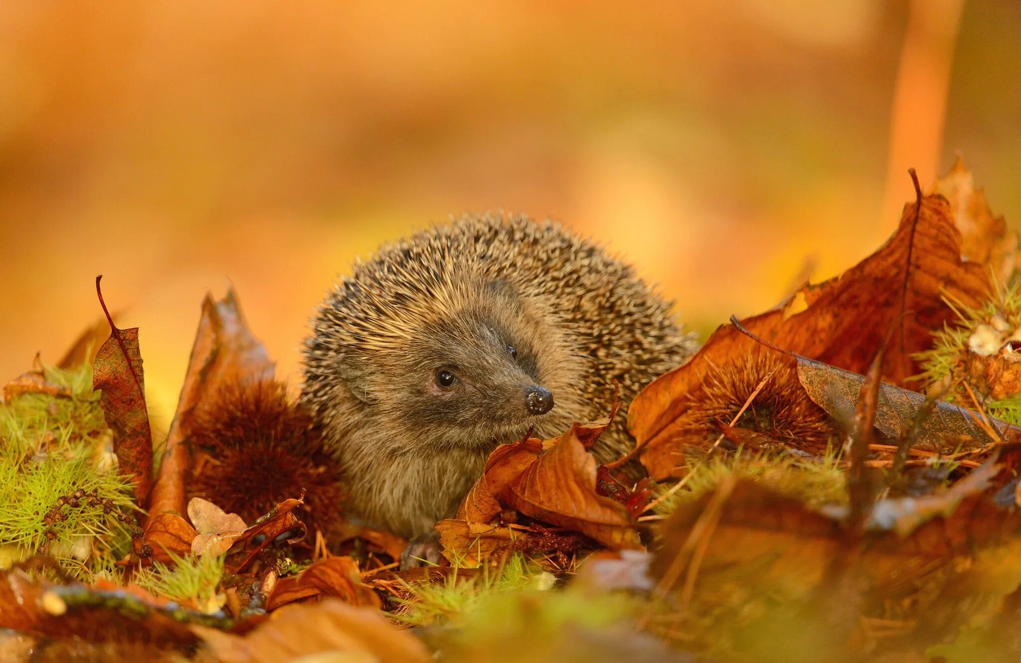 Лес с животными. Животные осенью. Желтогорлая белка. Звери осенью. Природа и животные.