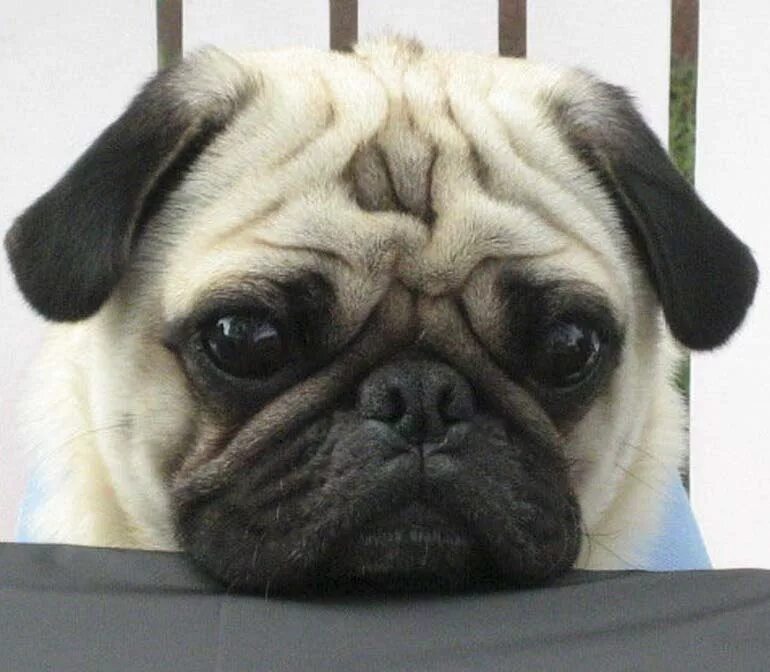 Уши мопса. Уши у мопсика. Правильные уши у мопса. Заклеить уши мопсу. Сбэу мопс.