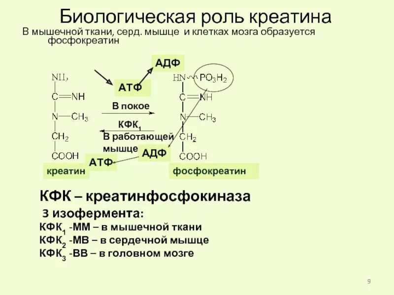 Синтез креатина и фосфокреатина биологическая роль. Синтез креатина и креатинфосфата в мышечной ткани. Синтез креатинина биохимия. Синтез креатина, креатинфосфата, креатинина. Креатинин действие