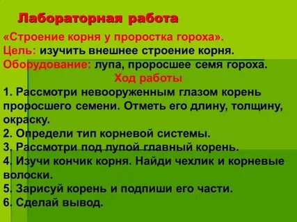 Изучение строения корневых систем лабораторная