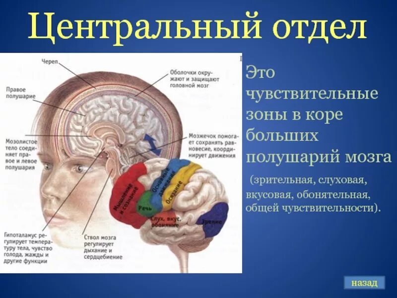 Центр обонятельного анализатора. Центральный корковый отдел слухового анализатора находится. центральный отдел обонятельного анализатора расположен в. слуховой анализатор слуховая зона коры. зона коры головного мозга слухового анализатора.