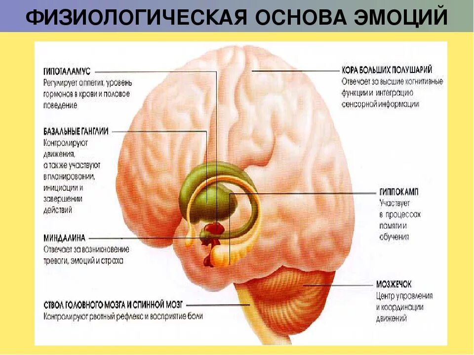 Физиологические основы эмоций. Эмоции структуры мозга. Физиологические механизмы эмоций и чувств. Структуры отвечающие за эмоции.