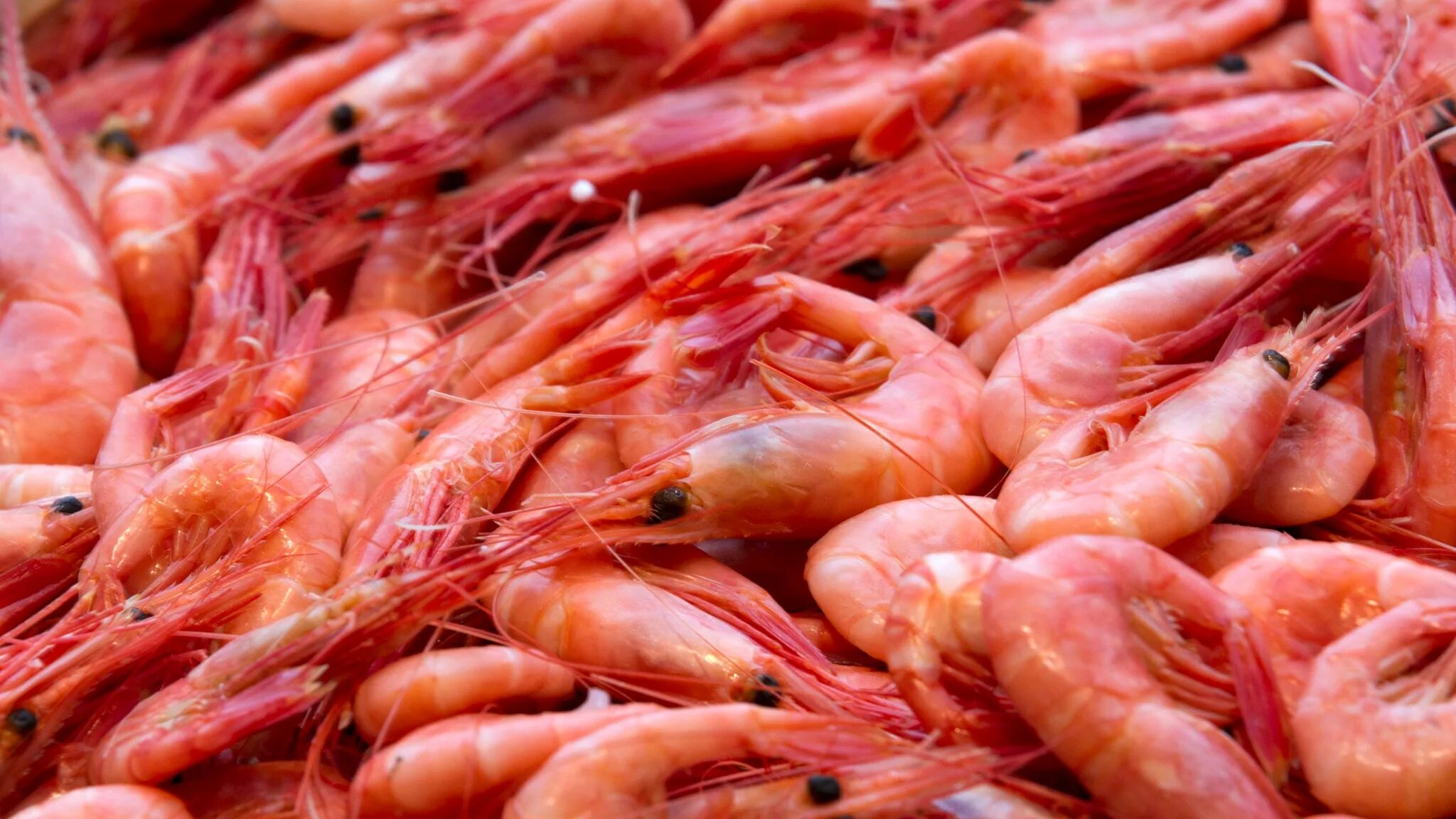 креветка северная 90/120 размер. креветка 90 фото. Nord piligrim креветка северная. креветка северная 90+. северные креветки с икрой.