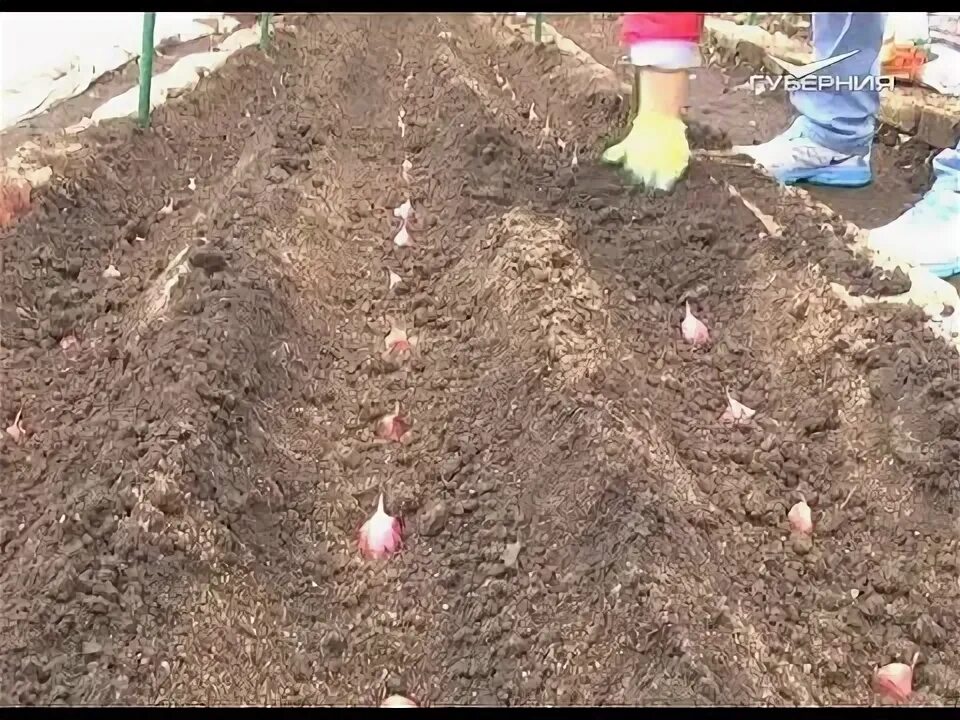 Покажи видео как сажать. Как сажать чеснок весной. Садим чеснок весной под трактор. Посадка видео.