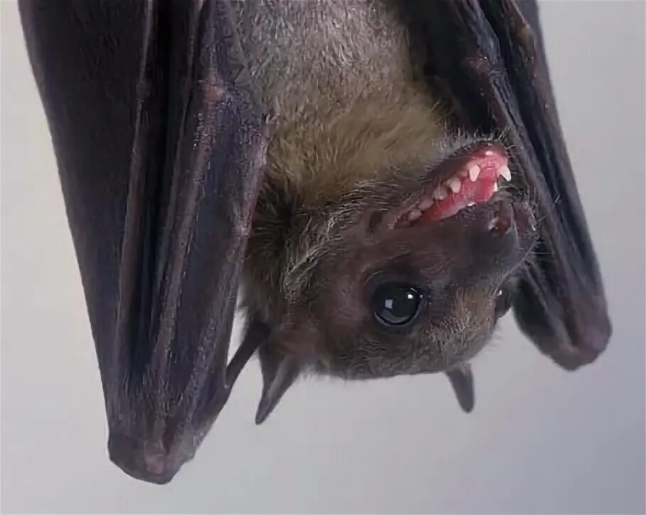 There are various myths surrounding bats those