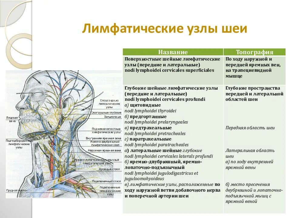 Лимфоузлы 3 месяца. Лимфатическая система шеи топографическая анатомия. Лимфатическая система головы и шеи анатомия. Анатомия шейных лимфоузлы расположение.