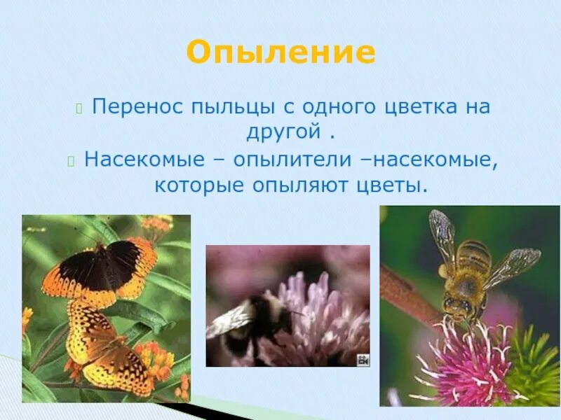 Разнообразие и размножение растений 3 класс. Насекомые опылители растений презентация. опыление цветковых растений насекомыми. опыление растений 3 класс. насекомые которые опыляют.