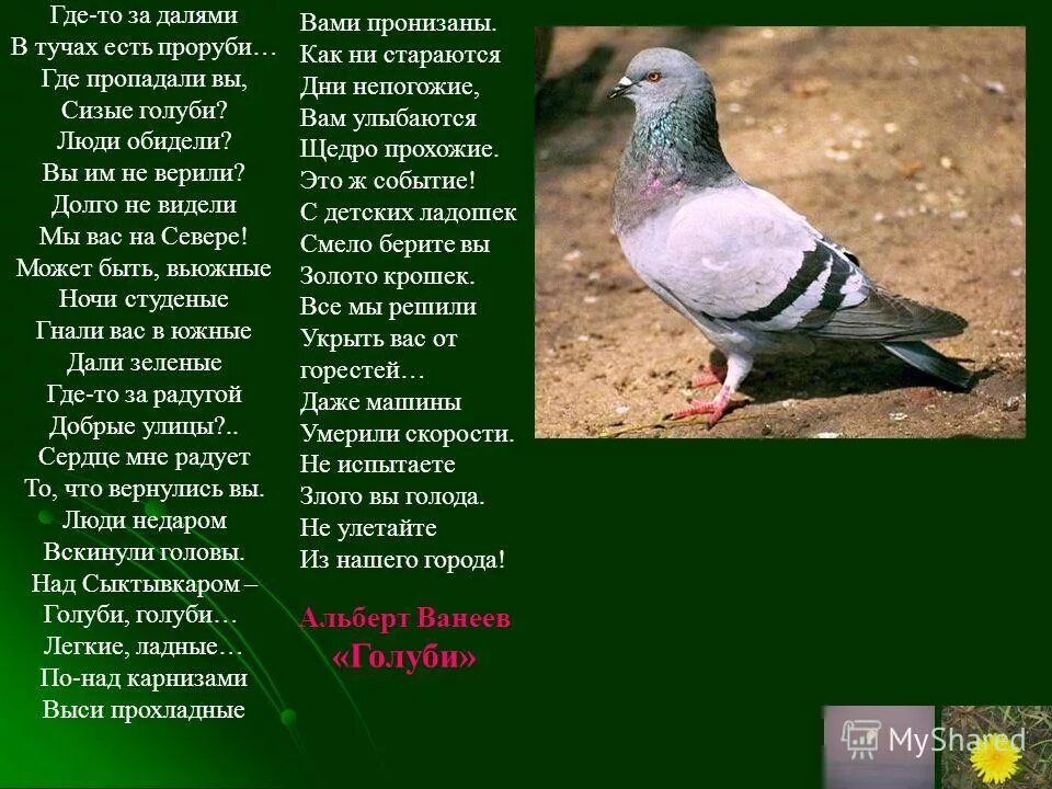 сизый голубь красная книга. описание голубя. рассказ о голубе. факты о голубях. значение слова сизый.